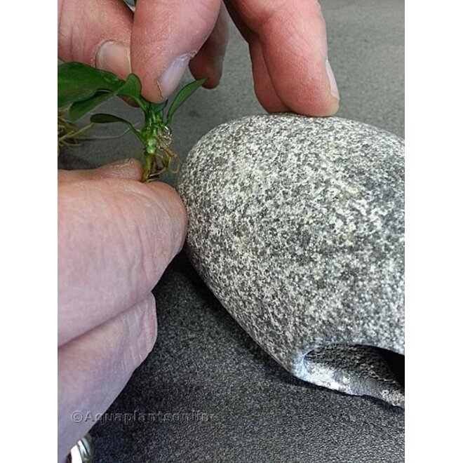 Kruger Meier Fixante plantenlijm