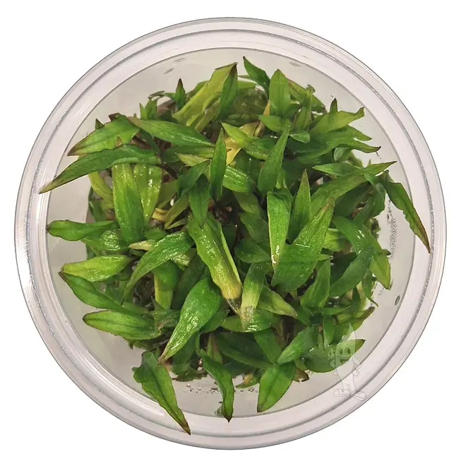 Cryptocoryne wendtii Green, INVITRO bakje (PlantExpress)