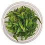 Cryptocoryne wendtii Green, INVITRO bakje (PlantExpress)