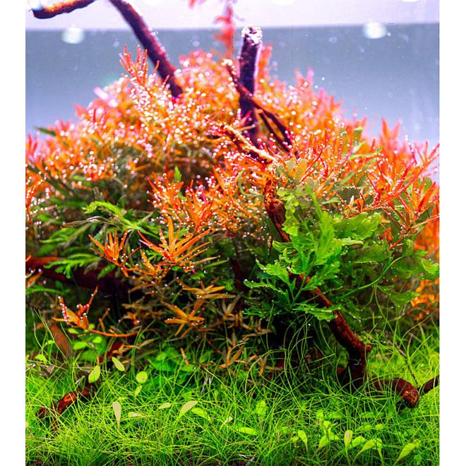 Twinstar Light B-Line 60B III