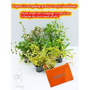 APO plantenpakket ORANJE