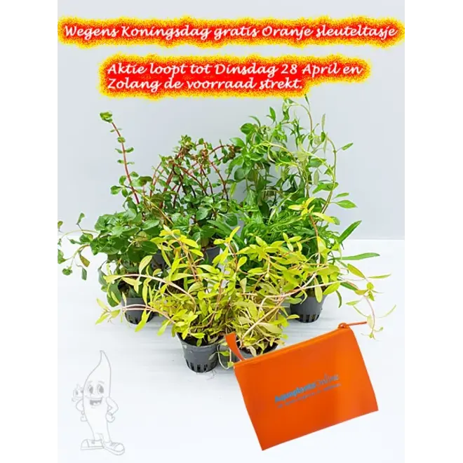 APO plantenpakket ORANJE