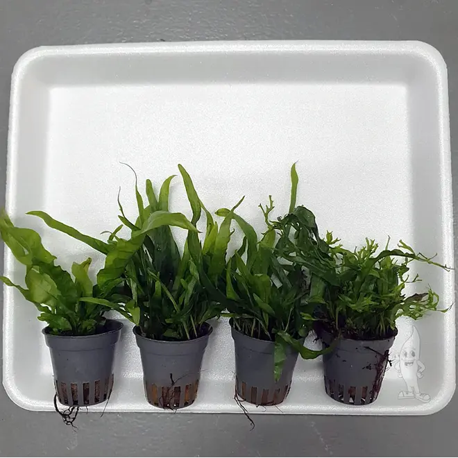 APO plantenpakket PLANTEXPRESS (lees de rode product tekst)