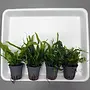 APO plantenpakket PLANTEXPRESS [Aquarium (lees de rode product tekst)