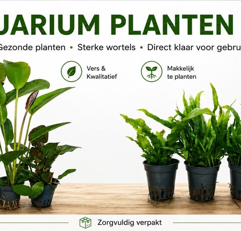 Snel planten nodig??