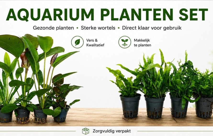 Snel planten nodig??