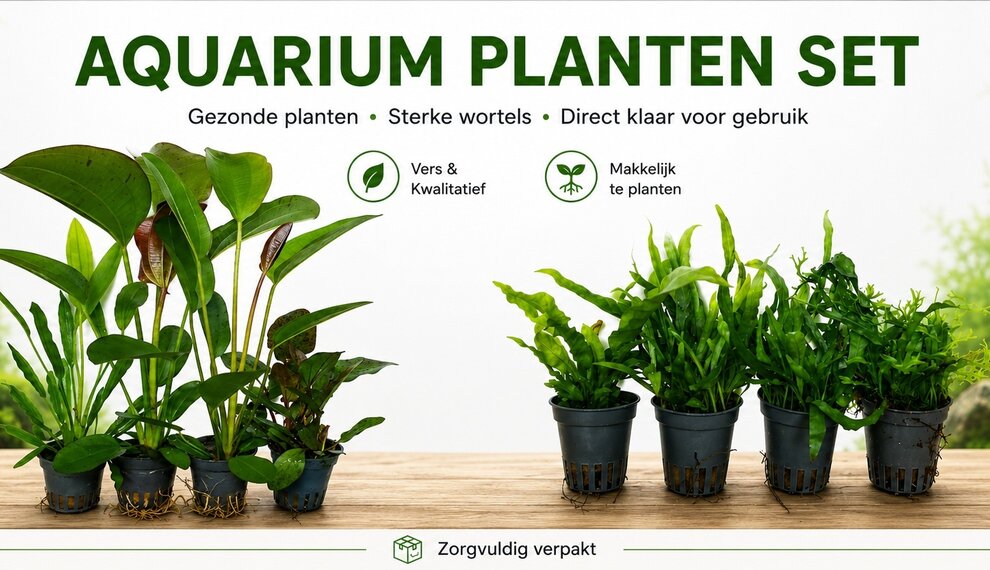 Snel planten nodig??