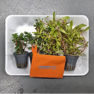 APO plantenpakket PLANTEXPRESS (lees de rode product tekst)