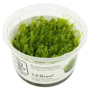 Solenostoma tetragonum ''Pearl Moss'', INVITRO bakje (PlantExpress)