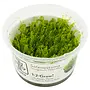 Solenostoma tetragonum ''Pearl Moss'', INVITRO bakje (PlantExpress)