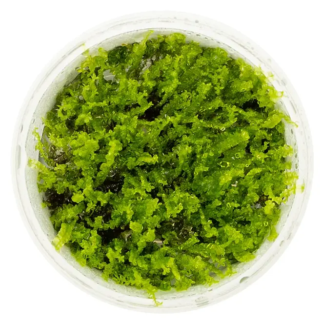 Solenostoma tetragonum ''Pearl Moss'', INVITRO bakje (PlantExpress)