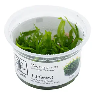 Microsorum pteropus ''Narrow'', INVITRO bakje (PlantExpress)