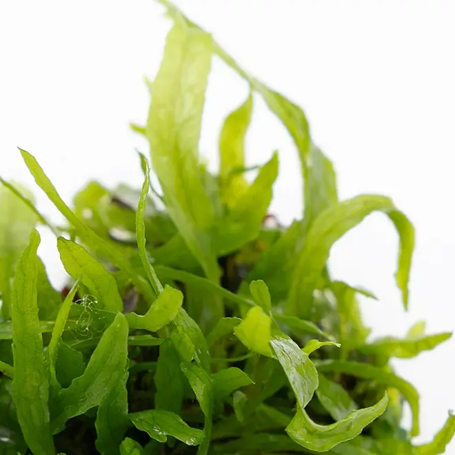 Microsorum pteropus ''Narrow'', INVITRO bakje (PlantExpress)