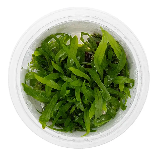 Microsorum pteropus ''Narrow'', INVITRO bakje (PlantExpress)