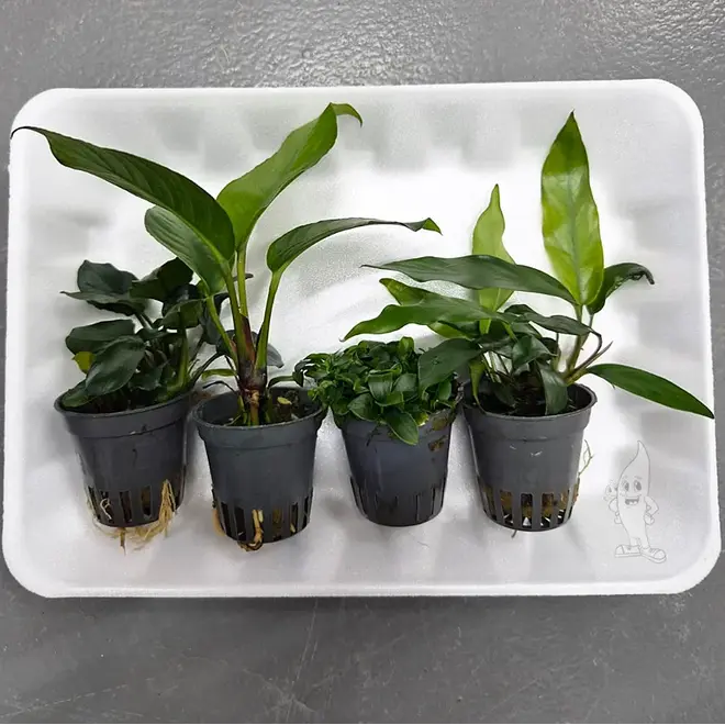 APO plantenpakket PLANTEXPRESS (lees de rode product tekst)