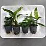 APO plantenpakket PLANTEXPRESS [Aquarium (lees de rode product tekst)
