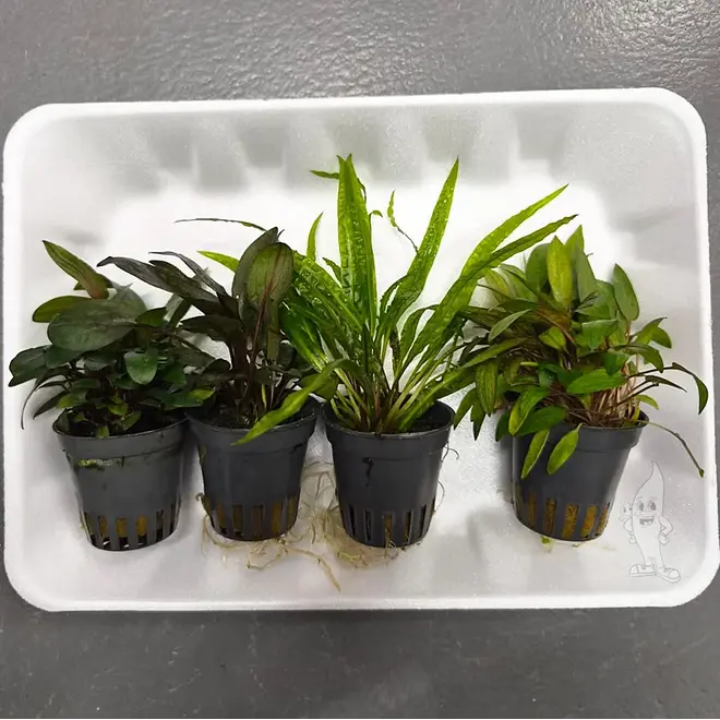 APO plantenpakket PLANTEXPRESS (lees de rode product tekst)