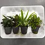 APO plantenpakket PLANTEXPRESS [Aquarium (lees de rode product tekst)