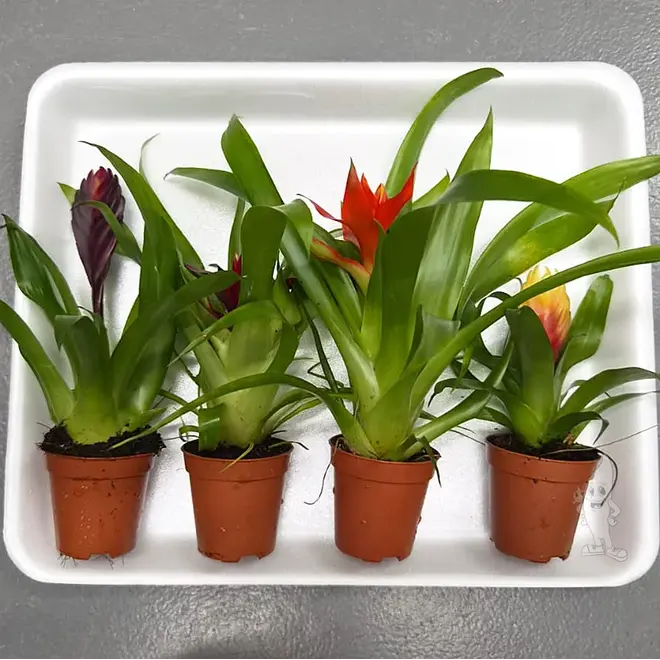 APO plantenpakket PLANTEXPRESS [Aquarium & Terrarium] (lees de rode product tekst)