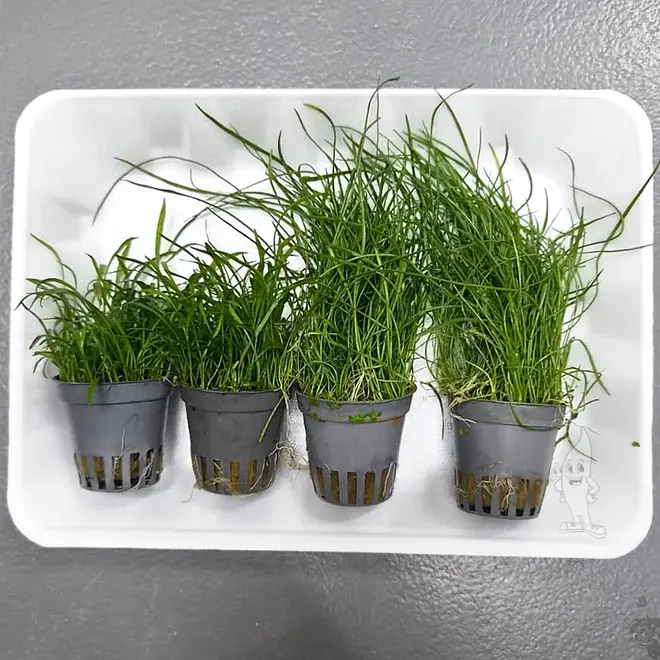 APO plantenpakket PLANTEXPRESS [Aquarium & Terrarium] (lees de rode product tekst)