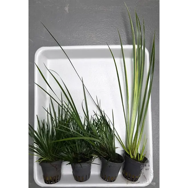 APO plantenpakket PLANTEXPRESS [Aquarium & Terrarium] (lees de rode product tekst)