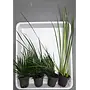 APO plantenpakket PLANTEXPRESS [Aquarium & Terrarium] (lees de rode product tekst)