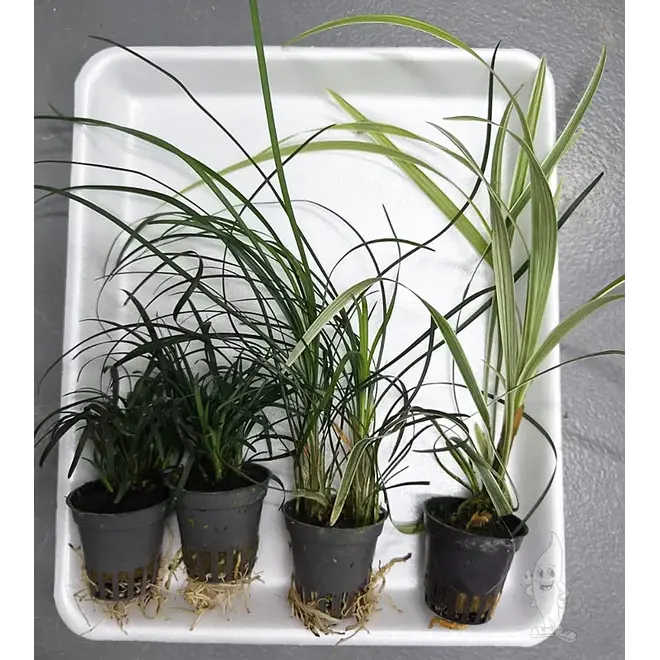 APO plantenpakket PLANTEXPRESS [Aquarium (lees de rode product tekst)