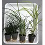 APO plantenpakket PLANTEXPRESS [Aquarium & Terrarium] (lees de rode product tekst)