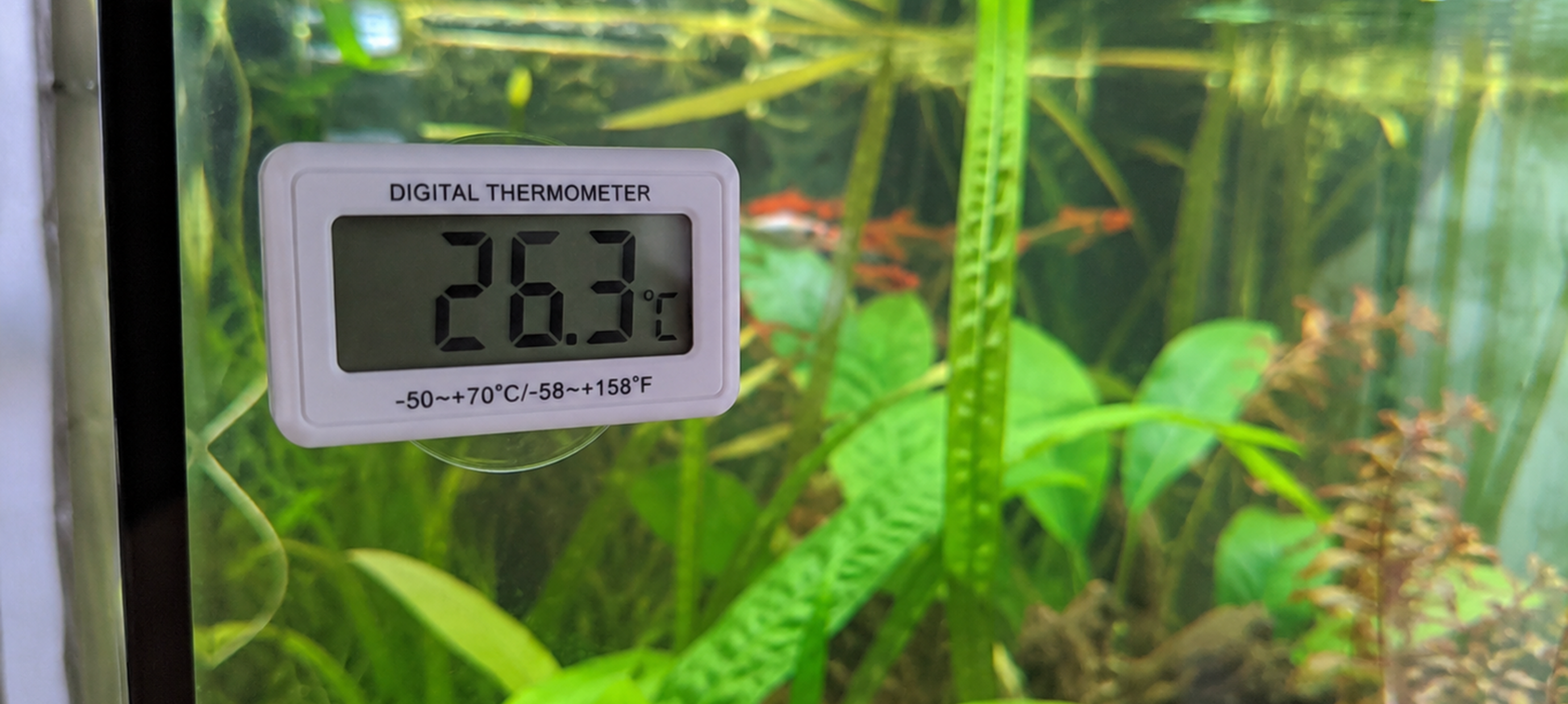 Zomerse temperaturen en het aquarium