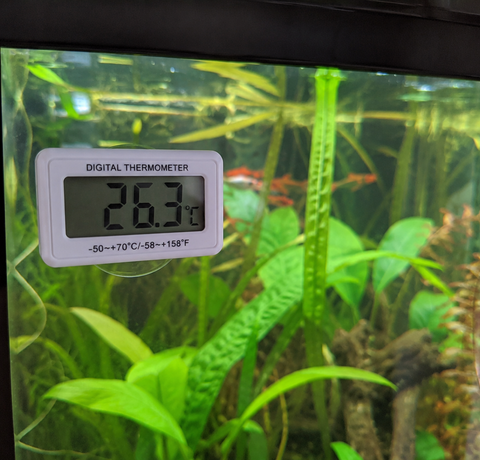 Zomerse temperaturen en het aquarium