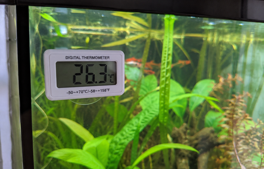 Zomerse temperaturen en het aquarium