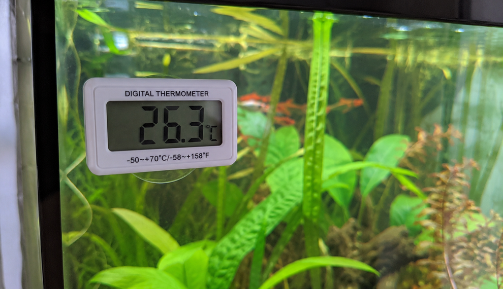 Zomerse temperaturen en het aquarium