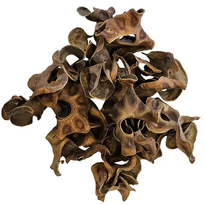Hobby Jungle Star Flower