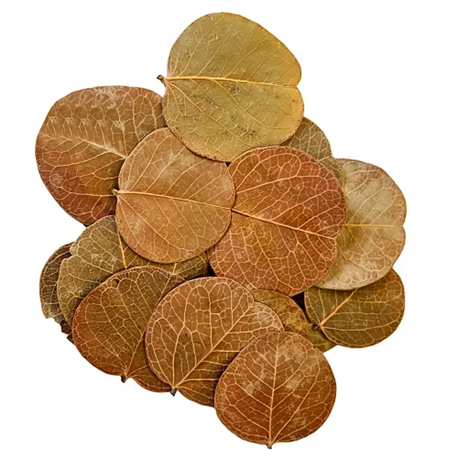 Hobby Orchid Tree Leaves
