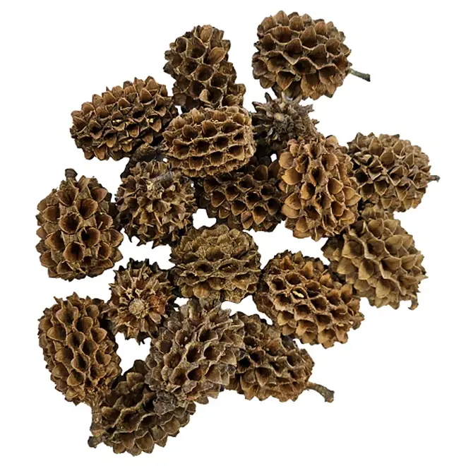 Hobby Casuarina Cones