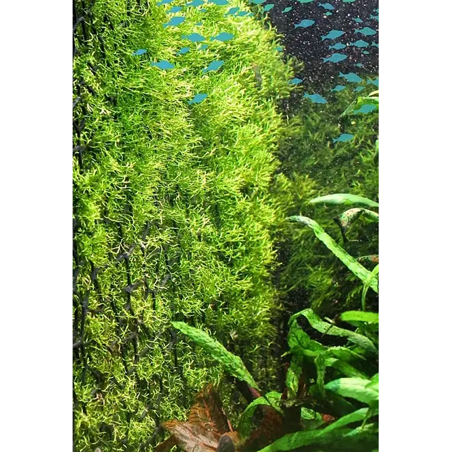 3D Aquaristik Moswand (excl. mos)
