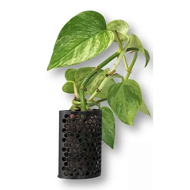 3D Aquaristik Plantenhouder