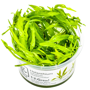 Helanthium bolivianum ''Quadricostatus'', INVITRO bakje (PlantExpress)