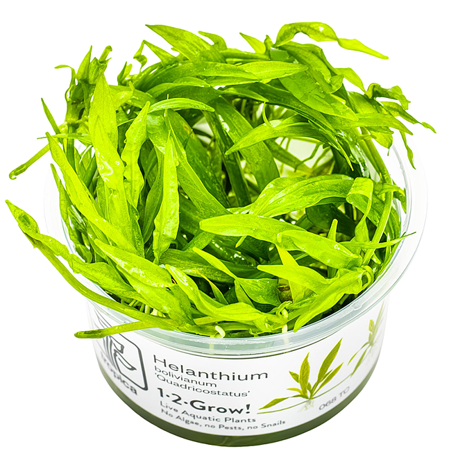 Helanthium bolivianum ''Quadricostatus'', INVITRO bakje (PlantExpress)