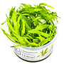 Helanthium bolivianum ''Quadricostatus'', INVITRO bakje (PlantExpress)