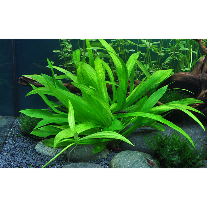 Helanthium bolivianum ''Quadricostatus'', INVITRO bakje (PlantExpress)