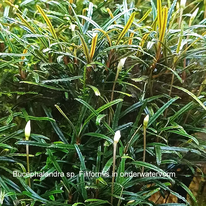 Bucephalandra sp. Filiformis, INVITRO bakje (PlantExpress)