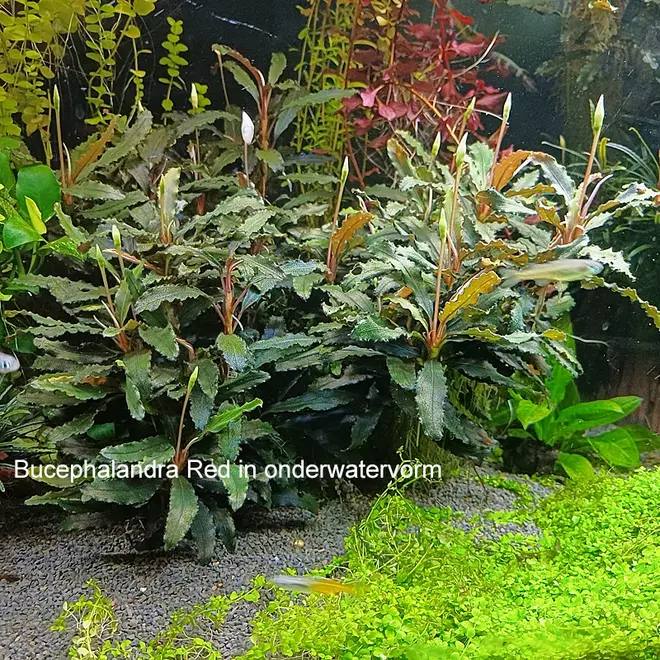 Bucephalandra Red, INVITRO bakje (PlantExpress)