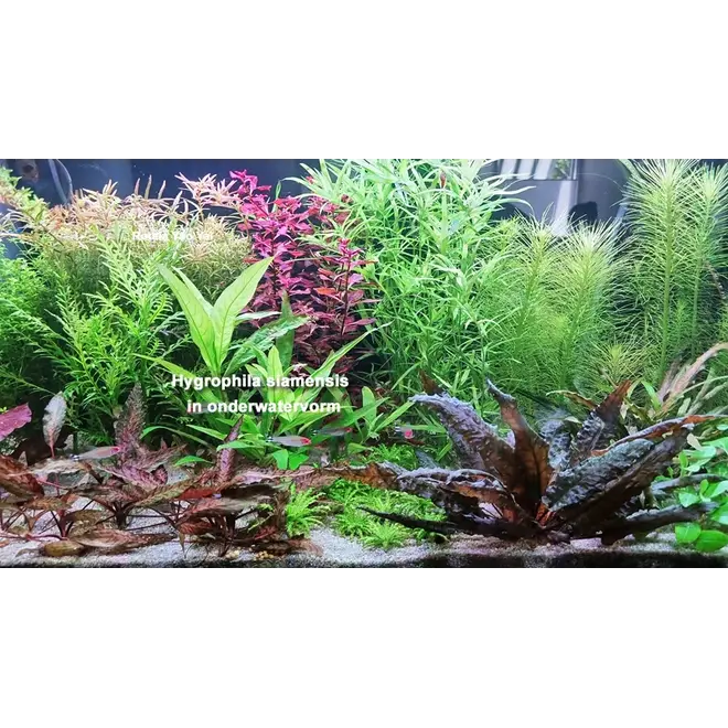Hygrophila siamensis