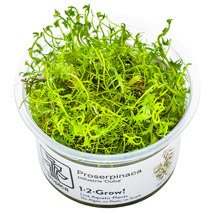 Proserpinaca palustris, INVITRO bakje (PlantExpress)