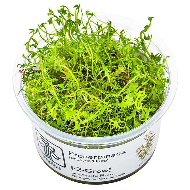 Proserpinaca palustris, INVITRO bakje (PlantExpress)