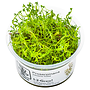 Proserpinaca palustris, INVITRO bakje (PlantExpress)
