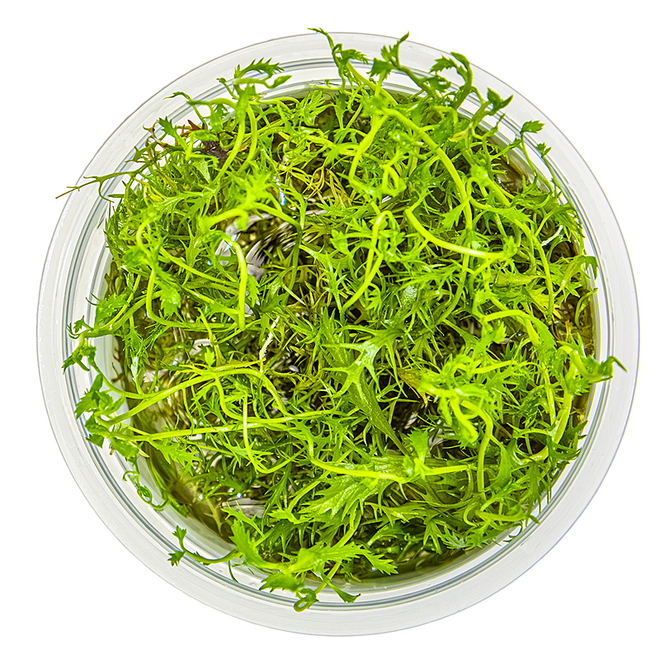 Proserpinaca palustris, INVITRO bakje (PlantExpress)