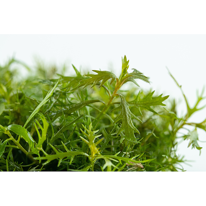 Proserpinaca palustris, INVITRO bakje (PlantExpress)