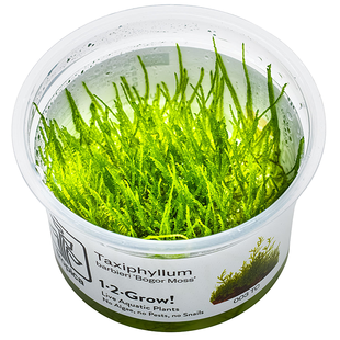 Taxiphyllum barbieri (Java mos), INVITRO bakje (PlantExpress)